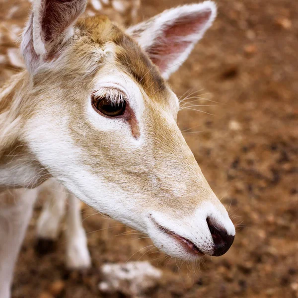 Mignon jeune cerf — Photo