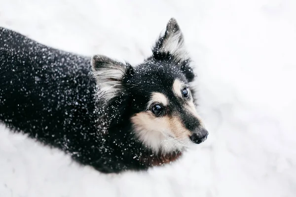 Cute Zabawny Pies Zabawy Śniegu Pogoda Patrząc Aparat Widok Bliska — Zdjęcie stockowe