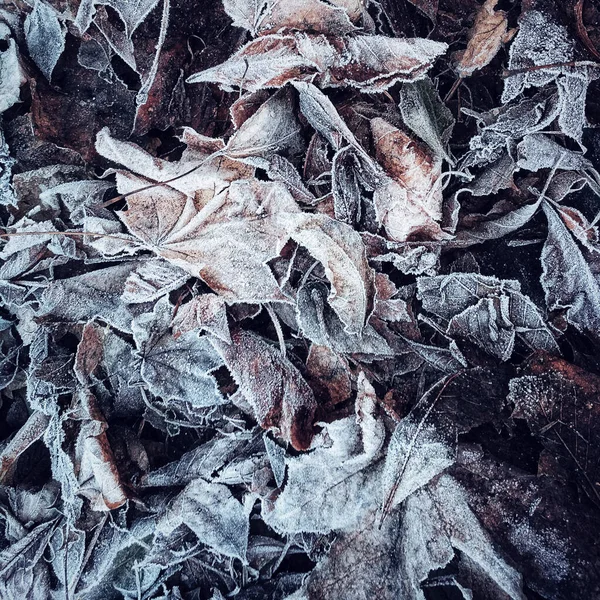 Doğal Desenli Arka Planlar Buzda Donmuş Yapraklar Doğada Güzellik — Stok fotoğraf