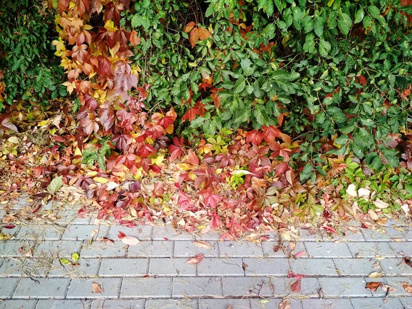 カラフルなブドウの葉 緑のヘッジを持つ秋の背景 — ストック写真