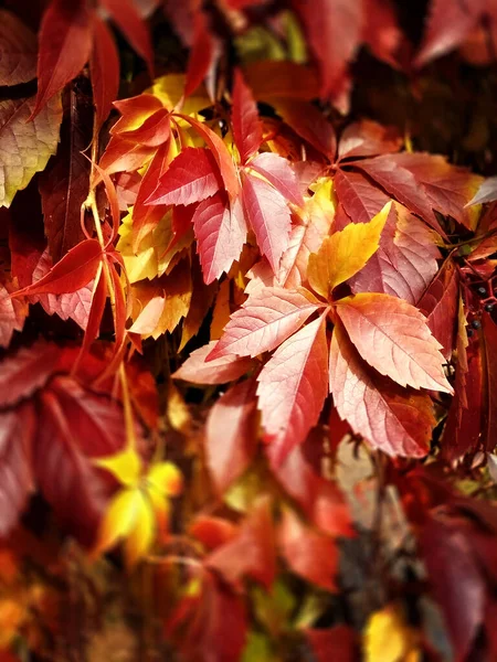 Folhas Uva Vermelha Fundo Natural Cores Outono — Fotografia de Stock