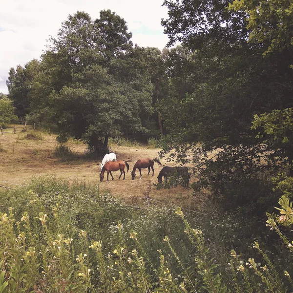 Groupe Chevaux Liberté Broutant Sur Une Prairie Été Arrière Plan — Photo