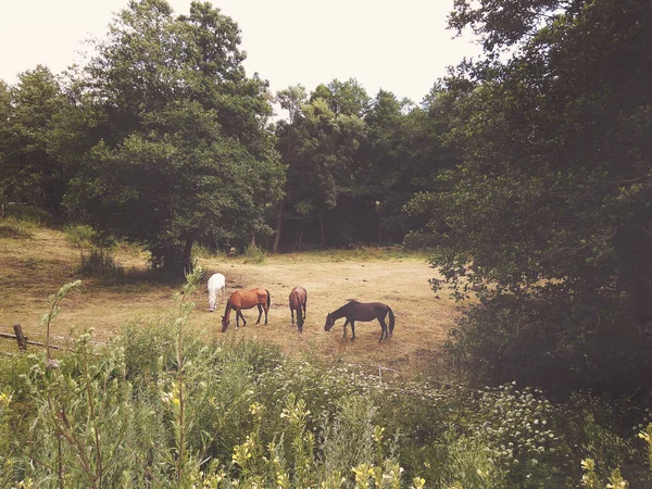 Group Freedom Horses Grazing Summer Meadow Nature Background — Stock Photo, Image