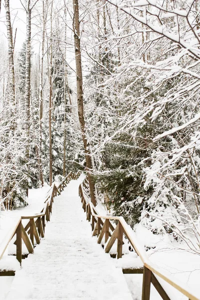 健康的道路 冬季森林中行人的木板路 室外多雪的天气 — 图库照片