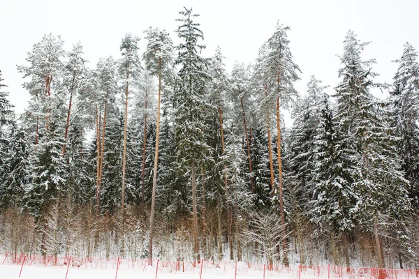 Огороджений Лижний Схил Зимовому Лісі Активний Зимовий Спорт — стокове фото