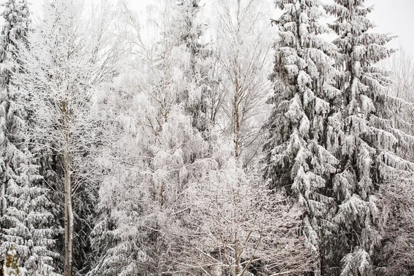 在童话般的森林里 有雪松和冷杉的冬季风景 — 图库照片