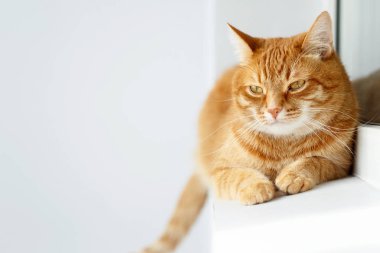 Tatlı, genç, kızıl kedi yalan söylüyor, beyaz arka plan