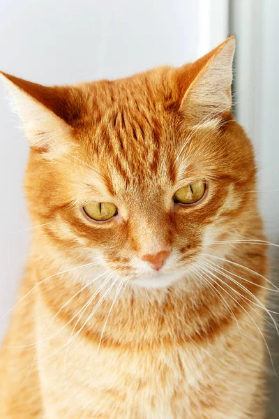 Lindo gato rojo joven primer plano retrato — Foto de Stock