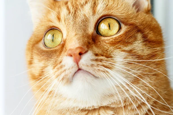 Funny ginger cat`s surprised face close-up — Stock Photo, Image