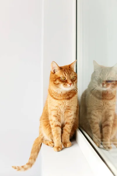 Lindo gato de jengibre joven sentado en un alféizar de ventana —  Fotos de Stock