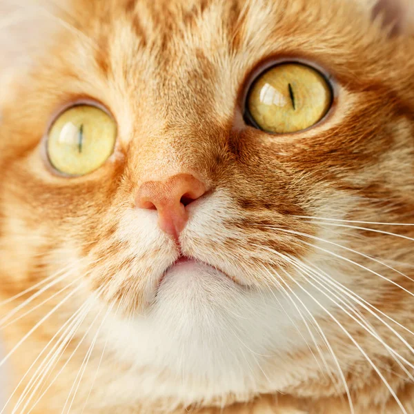 Funny ginger cat`s surprised face close-up — Stock Photo, Image