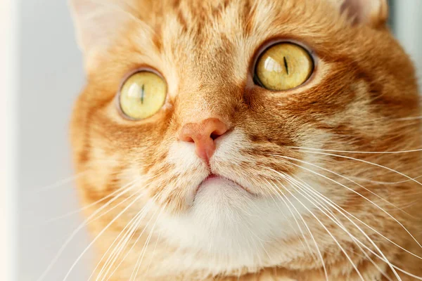 Primo piano del muso sorpreso del gatto rosso divertente — Foto Stock