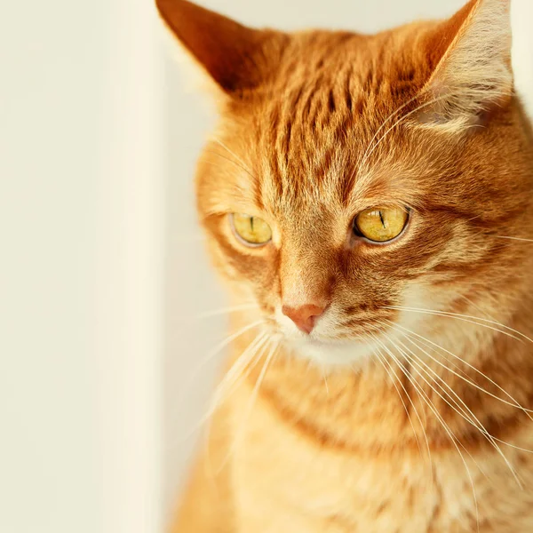 Carino giovane zenzero gatto close-up ritratto — Foto Stock