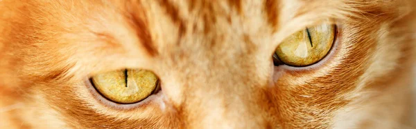 Ginger cat`s yellow eyes close-up — Stock Photo, Image