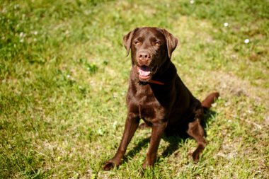 Çimenlerde oturan yakışıklı çikolata labrador Retriever.
