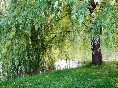 Suyun yanındaki yeşil yaz parkında sakin bir manzara
