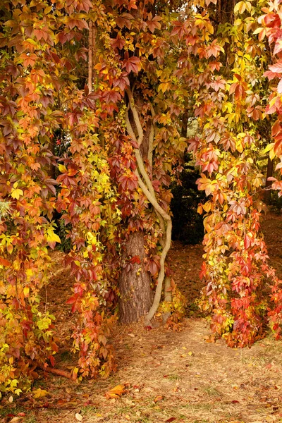 Fundo natural com folhas de uva vermelha e amarela — Fotografia de Stock