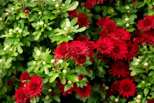 Nature background with red chrysanthemum flowers — ストック写真