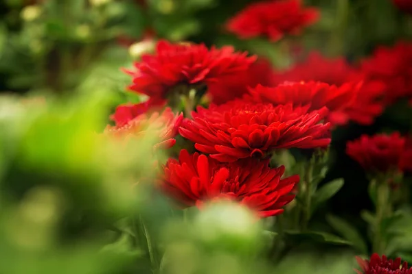 Nature background with red chrysanthemum flowers close up — ストック写真
