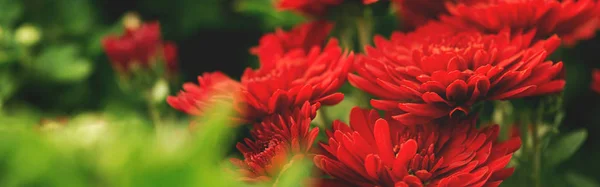 Banner sfondo con crisantemo rosso fiori chiudi u — Foto Stock