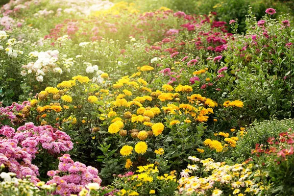 菊の花の異なる明るい夏の庭 — ストック写真