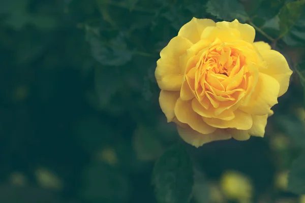 Vacker öppen gul ros närbild — Stockfoto