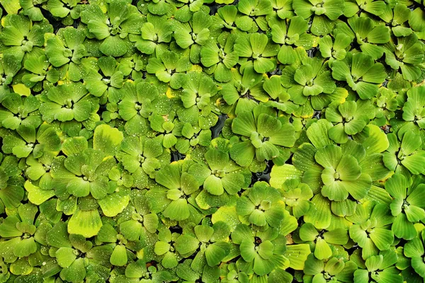 菊花水生植物的绿色天然背景 — 图库照片