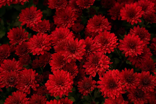 Bella rosso crisantemo fiori sfondo naturale — Foto Stock