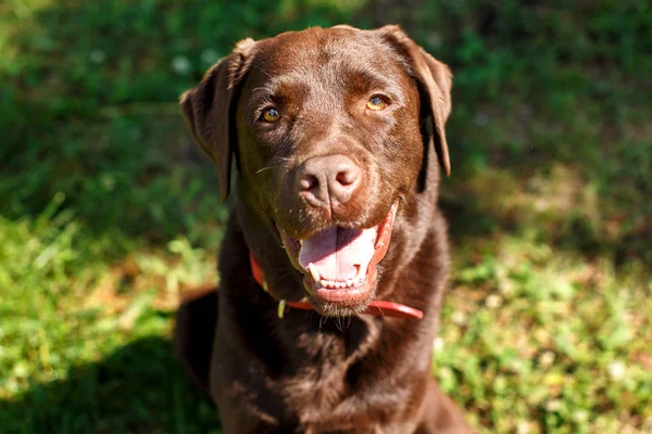 Bello giovane cioccolato labrador retriever close-up ritratto — Foto Stock