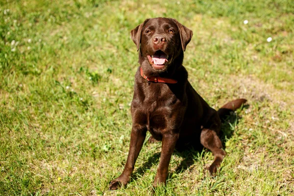 Handsome young chocolate labrador retriever sitting in grass