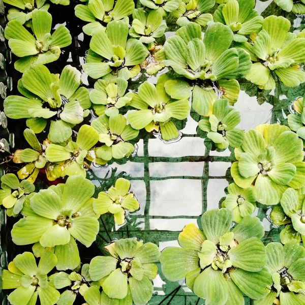 Fundo natural verde com planta pistia água — Fotografia de Stock