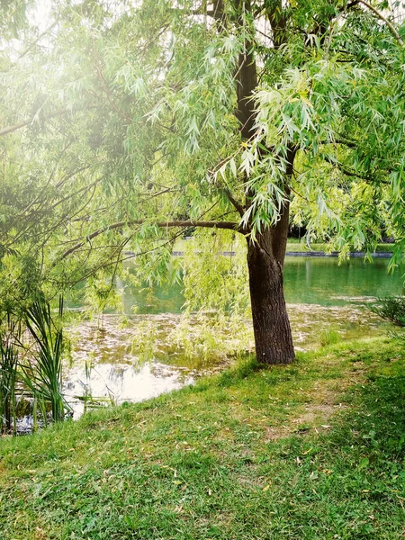 Tranquil scene in green summer park near water