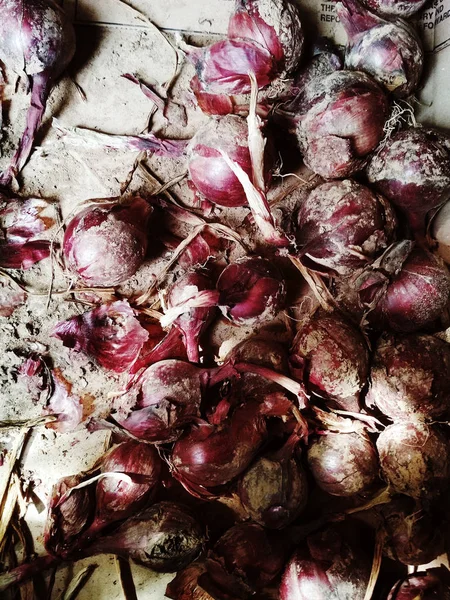 Fresh crop of just picked up red onion bulb — Stock Photo, Image