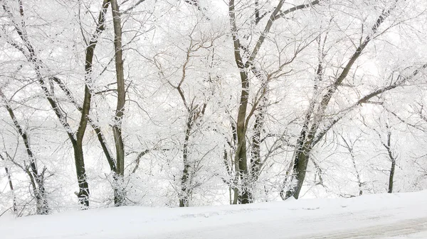 冬天在雪地森林里，大自然 — 图库照片