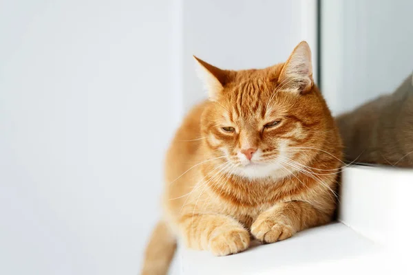 Cute young ginger cat lying and resting, white background — Stock Photo, Image