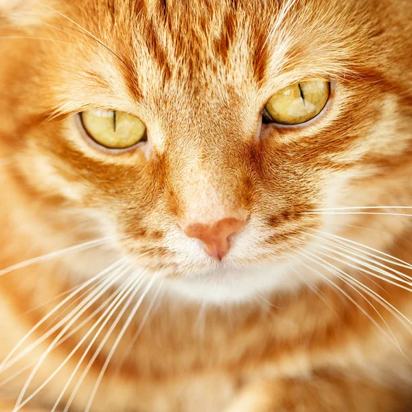 Cute young ginger cat close-up portrait, animal at home, headsho — Stock Photo, Image