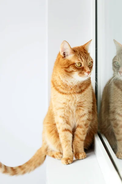 Lindo joven jengibre gato sentado en una ventana alféizar cerca de ventana —  Fotos de Stock