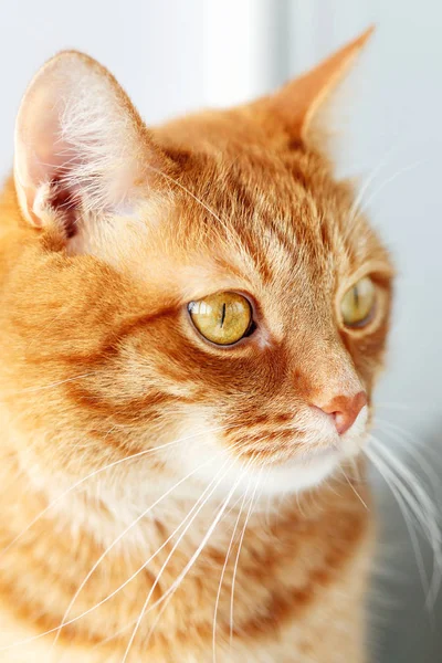 Cute young ginger cat close-up portrait — Stock Photo, Image