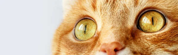 Funny ginger cat`s surprised yellow eyes close-up — Stock Photo, Image