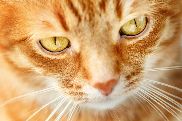 Lustige Ingwerkatze im Gesicht aus nächster Nähe, selektiver Fokus — Stockfoto