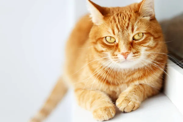 Sonnige süße junge Ingwerkatze liegend, weißer Hintergrund — Stockfoto