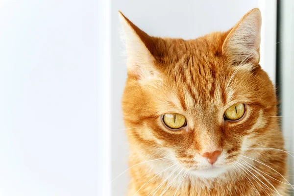 Cute young ginger cat close-up portrait, animal at home — Stock Photo, Image