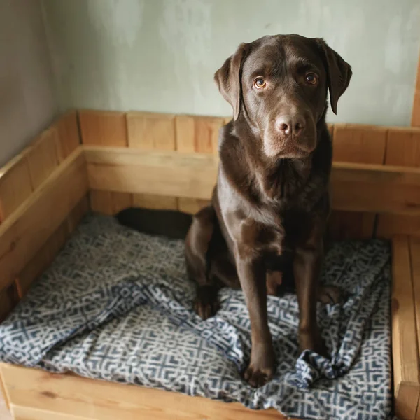 Коричневый шоколадный лабрадор ретривер сидит печально на своей собачьей кровати — стоковое фото