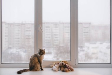 Evcil kedi pencerede oturuyor.