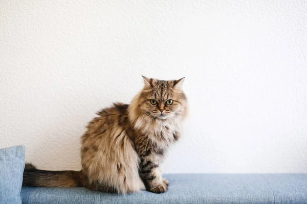 Fluffy hermosa gato doméstico con largo pelaje sentado en el sofá —  Fotos de Stock
