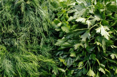 Taze maydanoz ve dereotları yakın plan, yeşil arka plan, organik gıda.