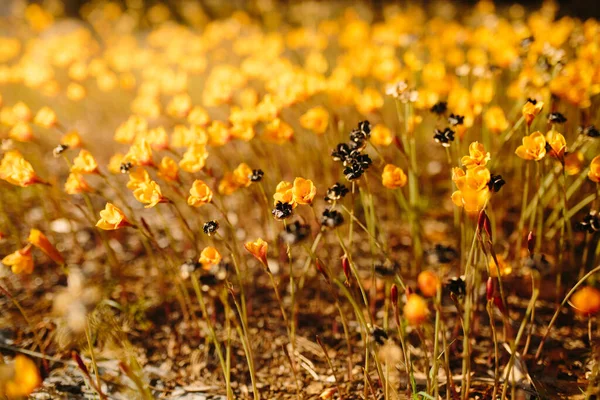 Pascua Primavera Naturaleza Fondo Con Sol Pequeñas Flores Amarillas Enfoque — Foto de Stock