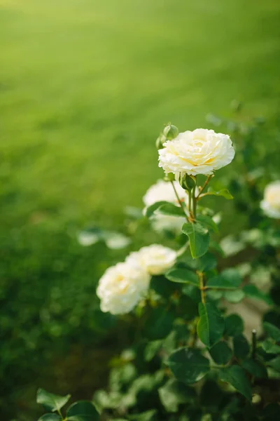 Bela Flor Rosa Branca Florescendo Arbusto Jardim Pôr Sol Natureza — Fotografia de Stock