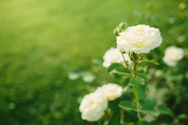 Magnifique Fleur Rose Blanche Fleurissant Sur Buisson Dans Jardin Coucher — Photo