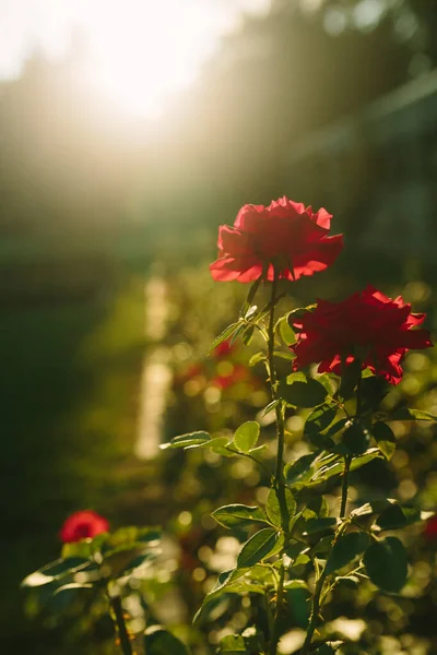 Vacker Röd Ros Blomma Närbild Blommar Buske Solnedgången Trädgård Natur — Stockfoto